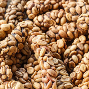 Coffee Civet Aceh Gayo​ Indonesia
