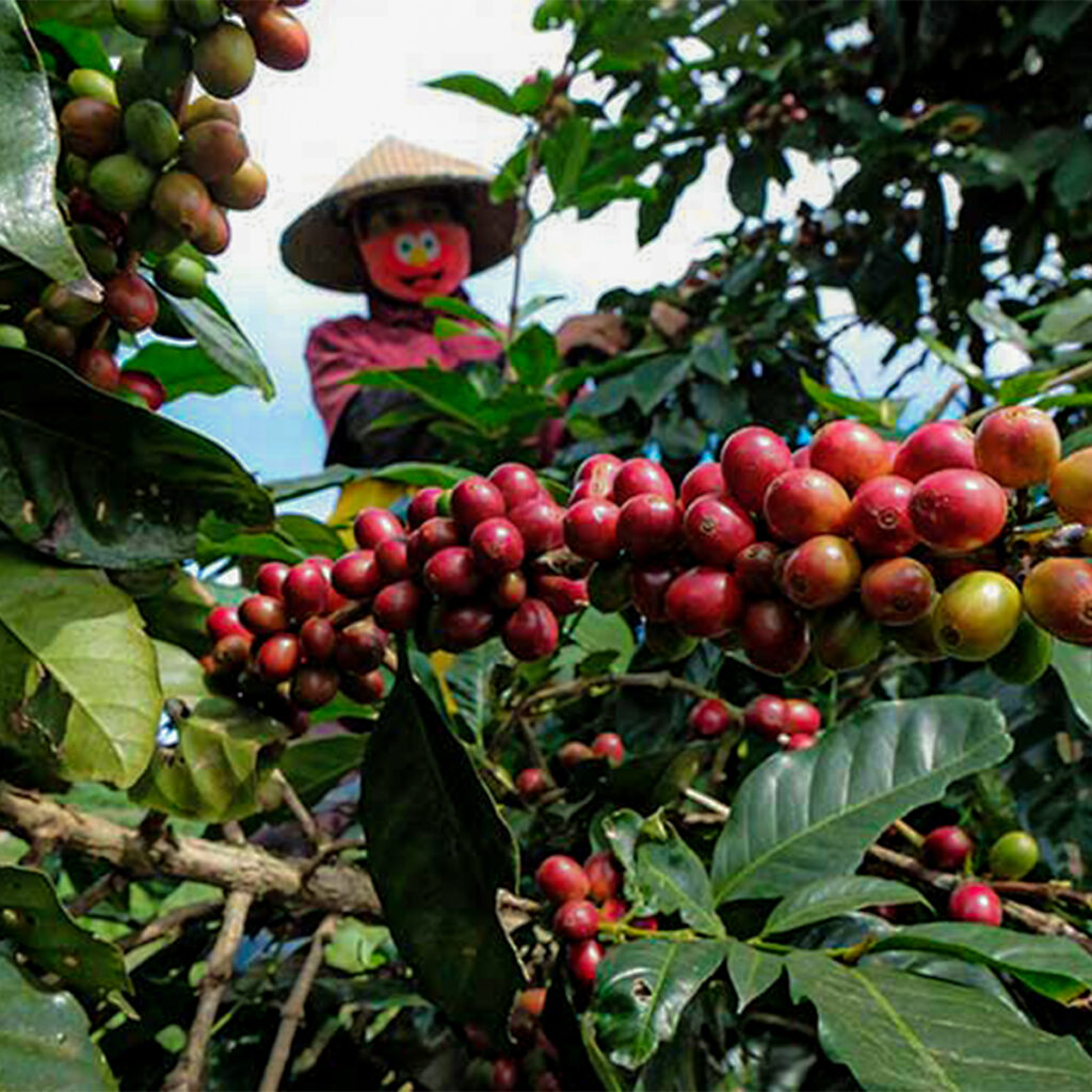 coffee beans photo avega coffee