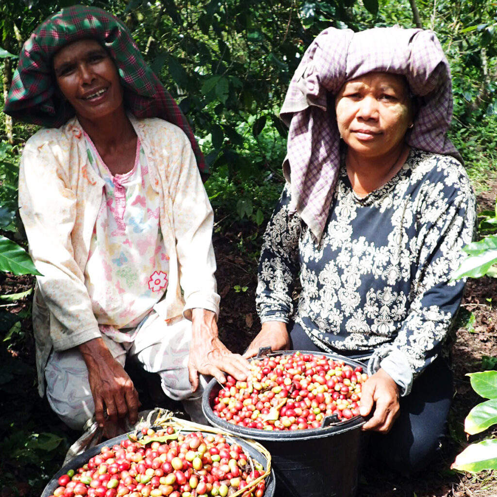 coffee bean harvesting indonesia