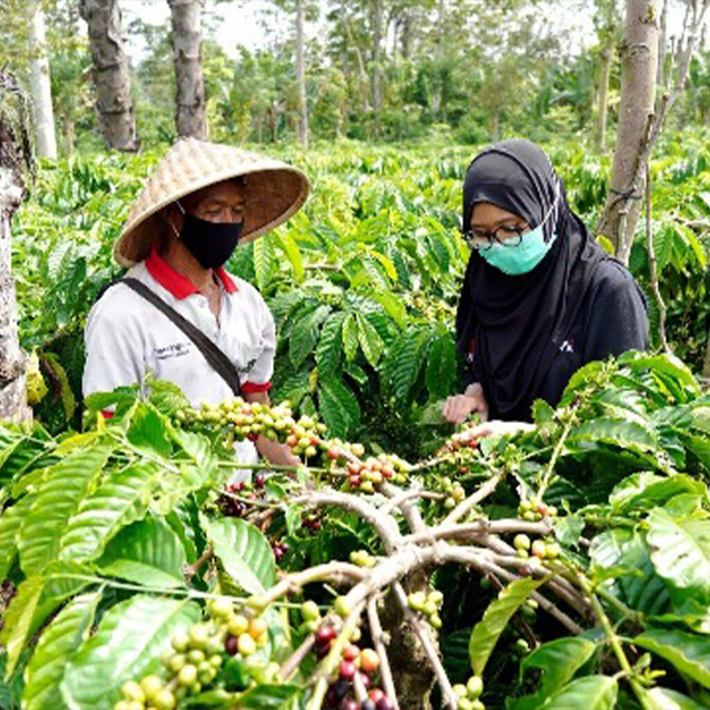 checking coffee beans